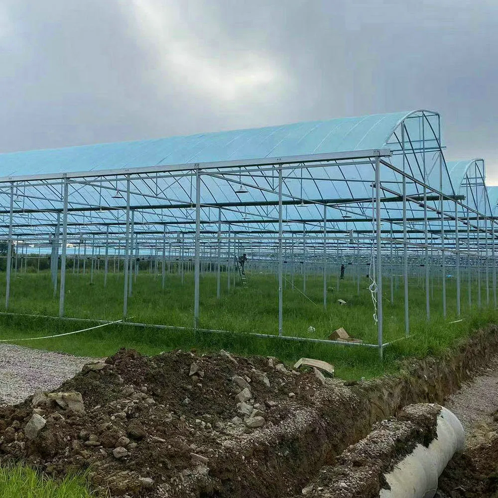 Multi Span Plastic Film Greenhouse with Circulation Fans for Flowers