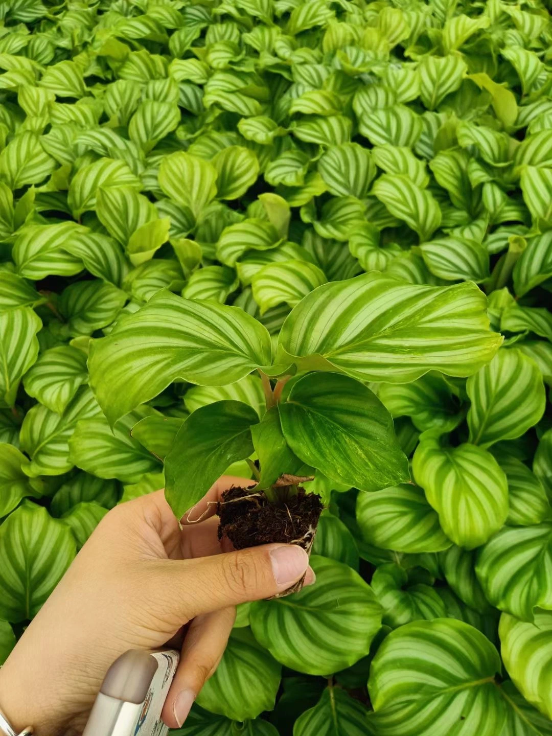 Calathea Orbifolia Tray Seedling Tissue Culture Plants Wholesale