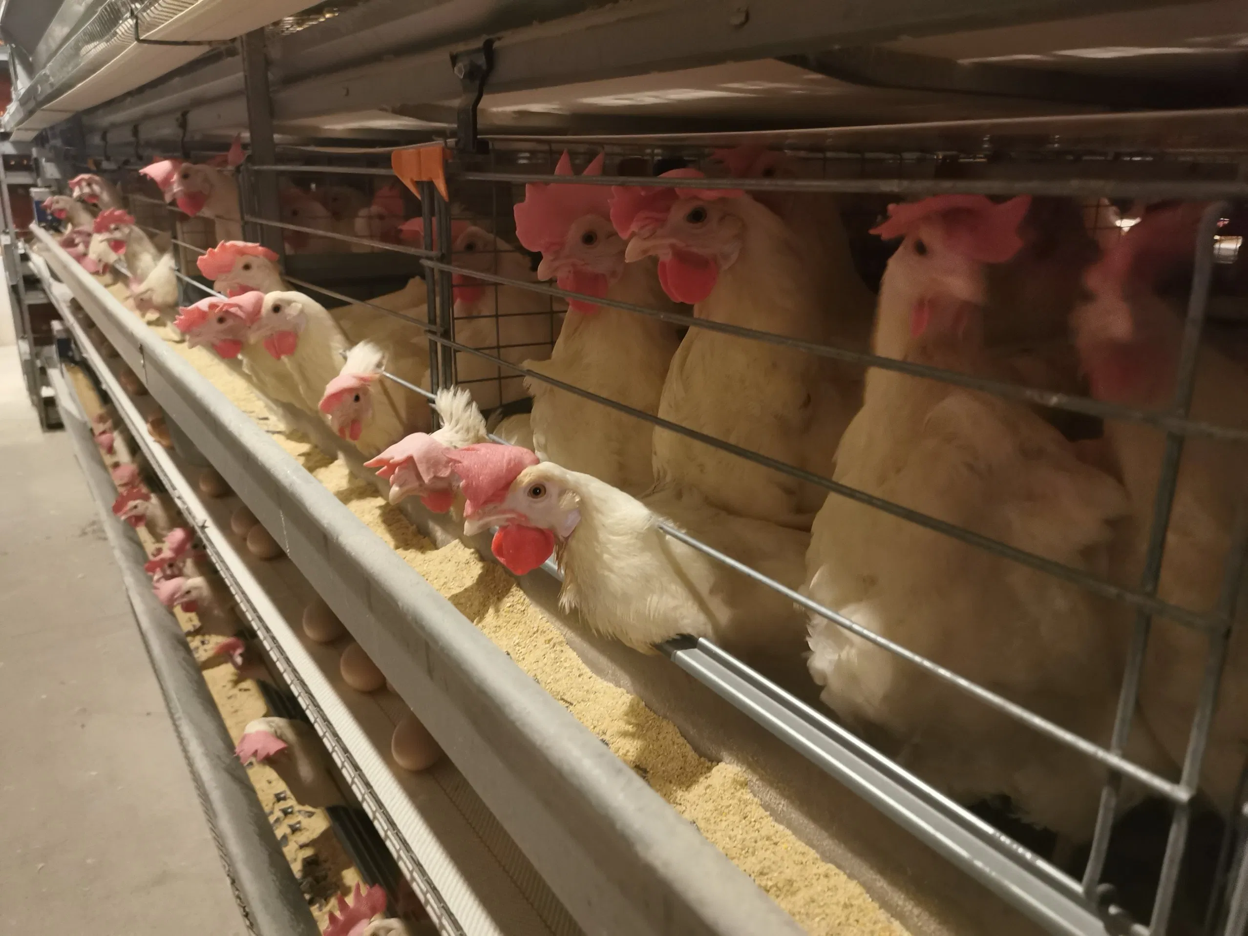 Automatic Battery Poultry Equipment Layer Chicken Cage Egg Layer Cages Automatic Environmental Controled Chicken Cage
