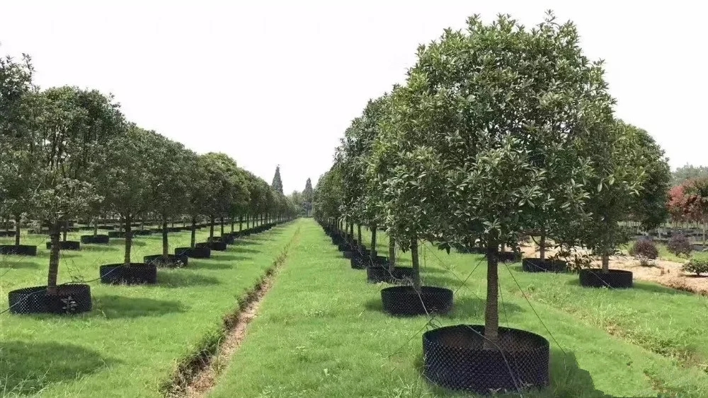 Air Pruning Pot Plant Pot Factory Direct Price Blueberry Tree Root Control Container