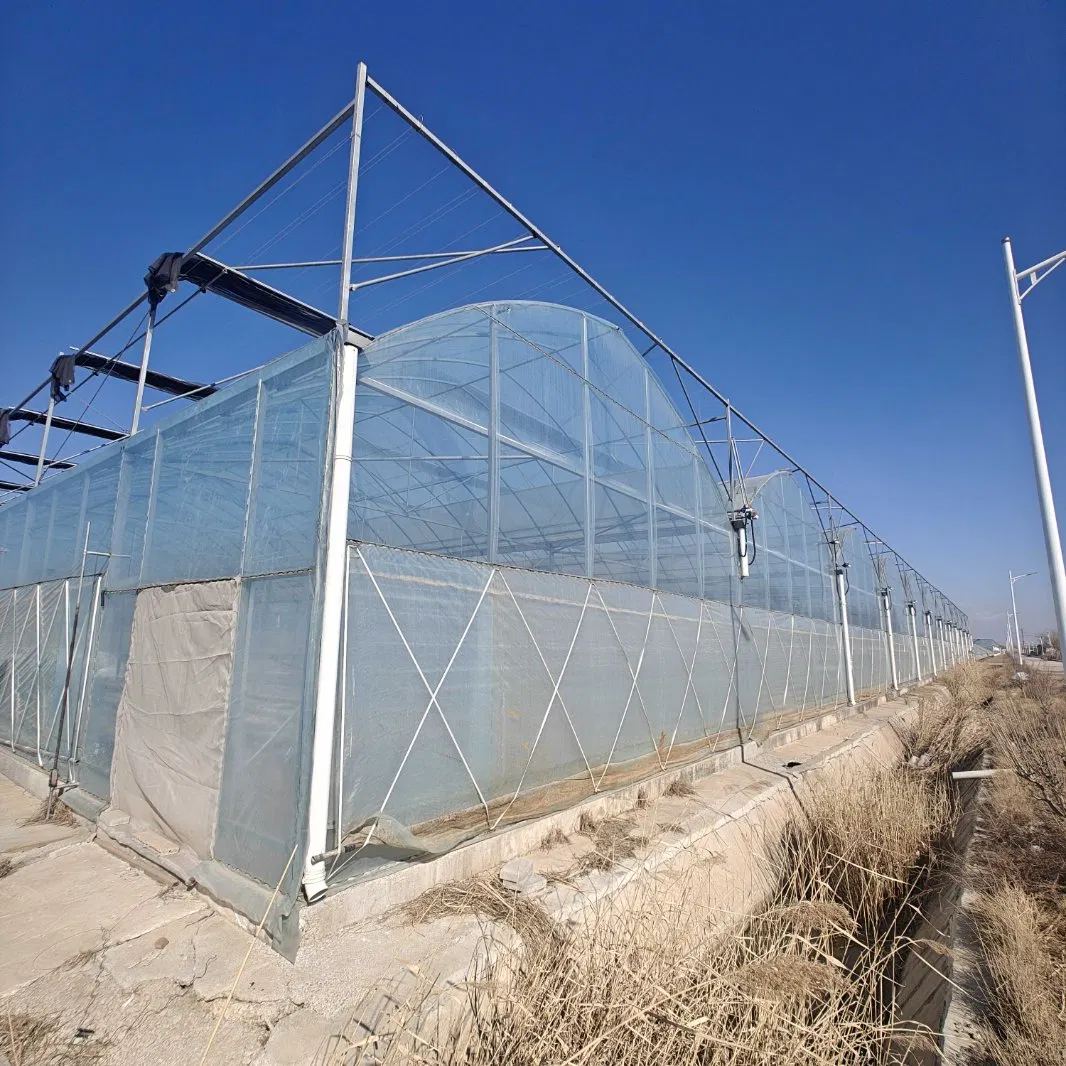 Large-Scale Film-Covered Multi-Span Green House for Growing Vegetables and Fruits